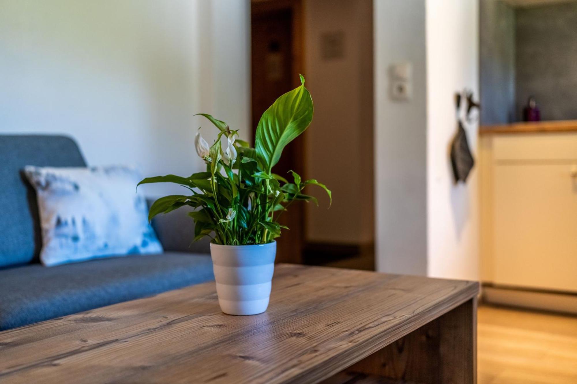 Tiroler Alpblick Appartements Ehrwald Ngoại thất bức ảnh